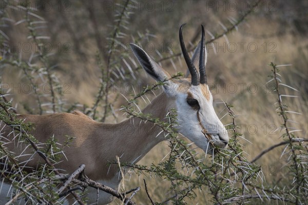 A springbok