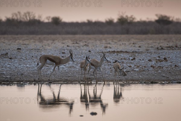 Springboks