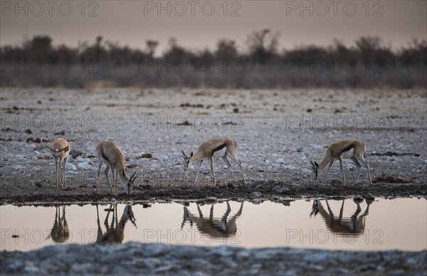 Springboks