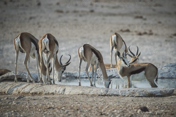 Springboks