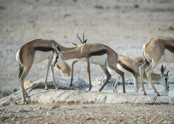 A springbok