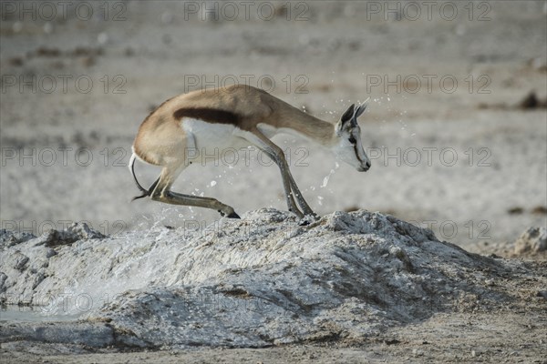 A springbok