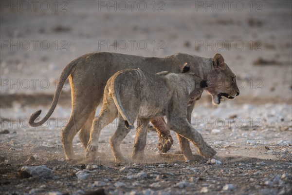 Two lions