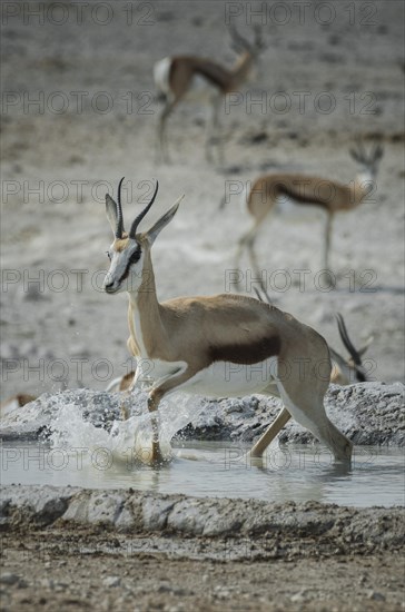 A springbok