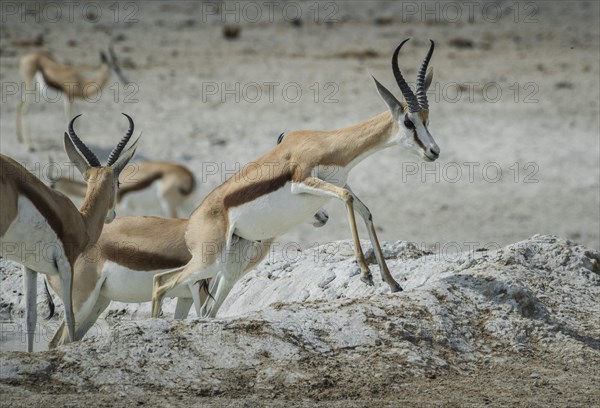 A springbok