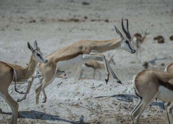 A springbok