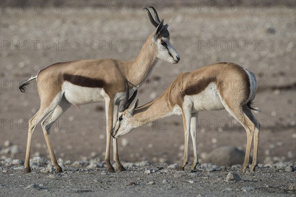 Springboks