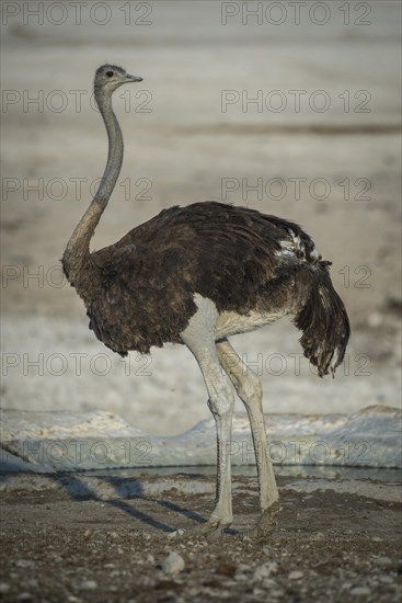 Common ostrich