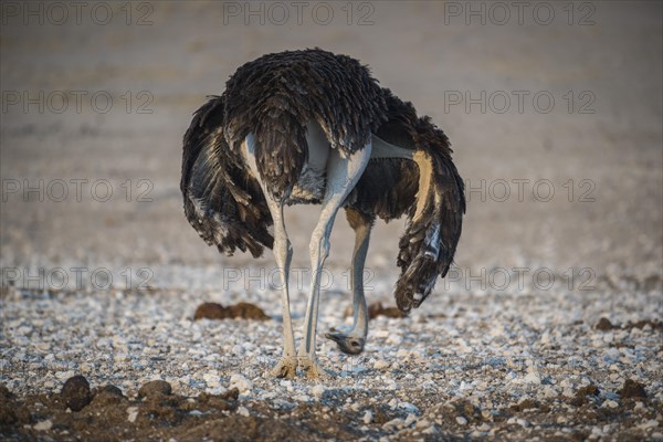 Common ostrich