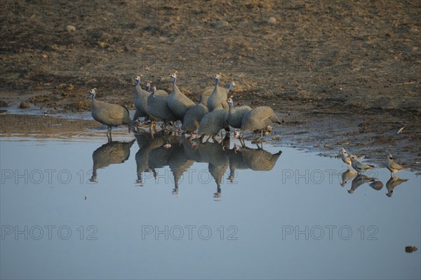 A group of guinea fowl