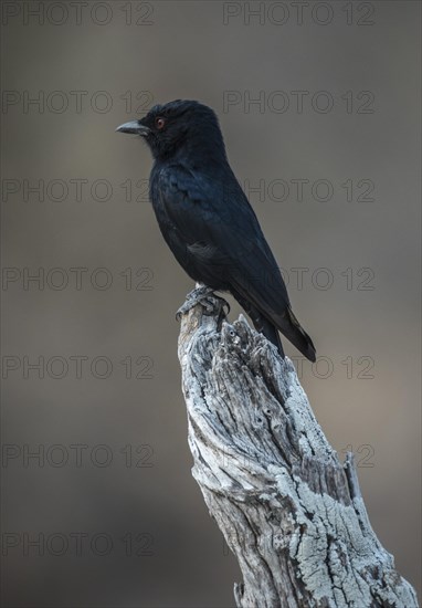 Mourning dongo or fork-tailed drongo