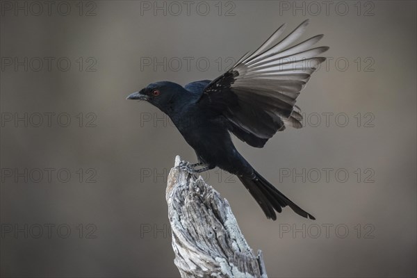 Mourning dongo or fork-tailed drongo