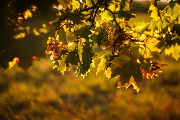 Autumn leaf colors