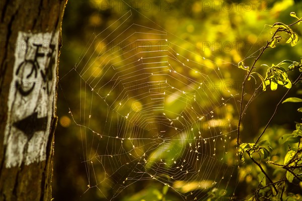 Spider web in the forest