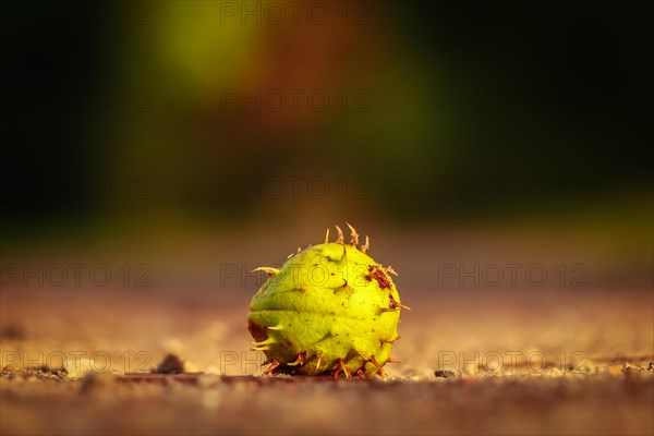 Beautiful photo of a chestnut tree in autumn