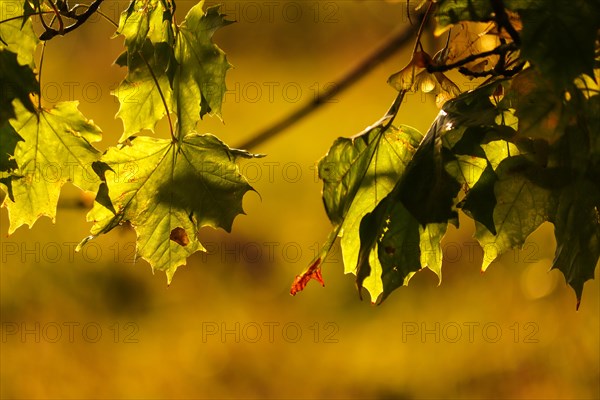 Autumn leaves