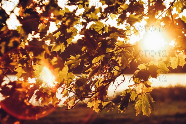 Autumn leaf colors