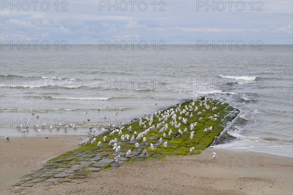 Seagulls resting on a stone jetty on the coast