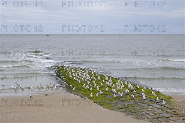 Seagulls resting on a stone jetty on the coast