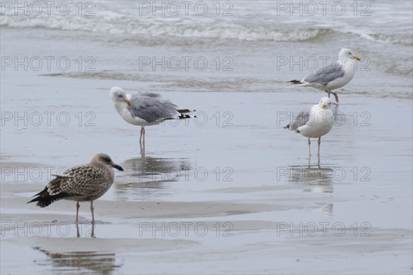 Seagulls resting in the water on the coast
