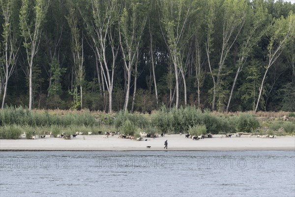 Herd of goats on the banks of the Danube