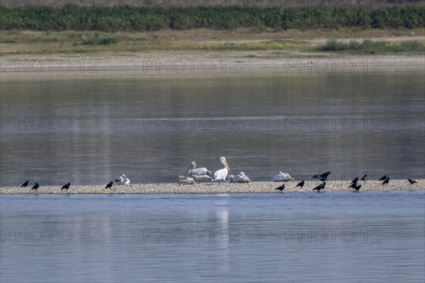 Dalmatian pelicans