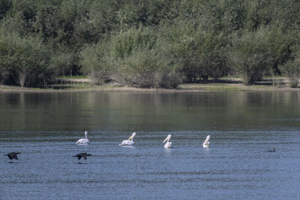 Dalmatian Pelicans