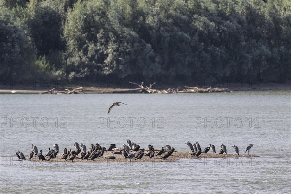 Grey heron