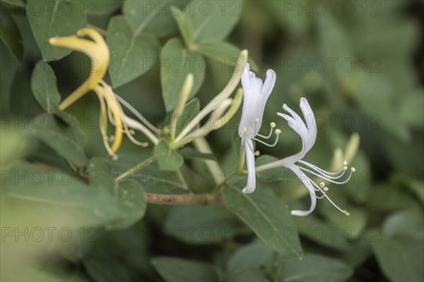 Honeysuckle