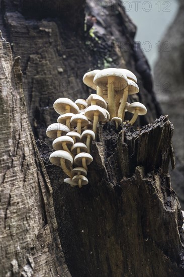 Sulphur tuft