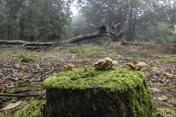 Sulphur tuft