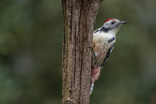 Middle Spotted Woodpecker