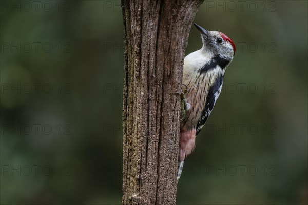 Middle Spotted Woodpecker