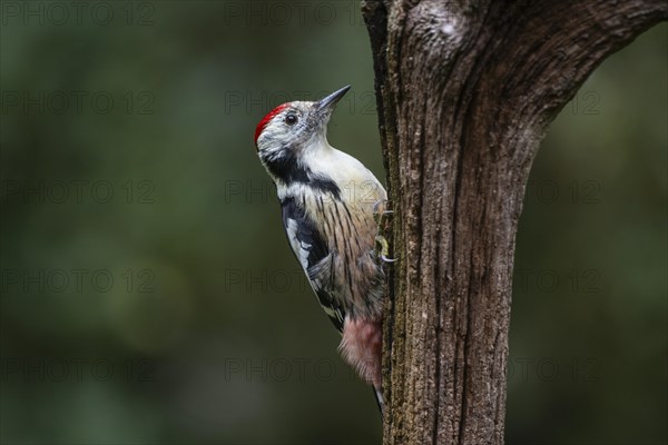 Middle Spotted Woodpecker