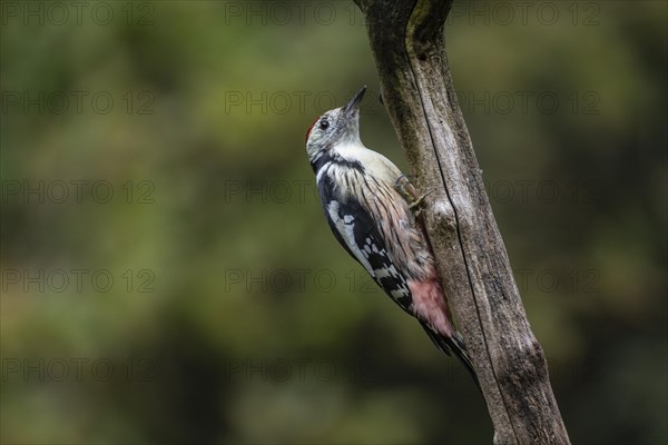 Middle Spotted Woodpecker