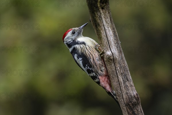 Middle Spotted Woodpecker