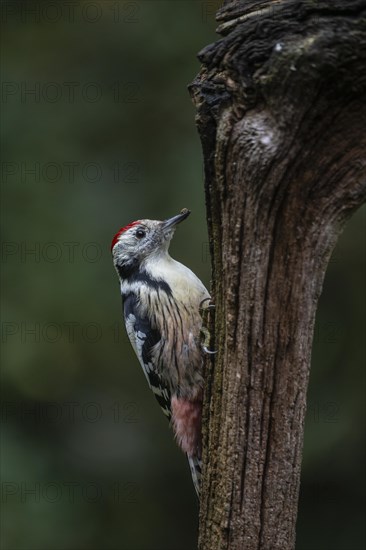 Middle Spotted Woodpecker