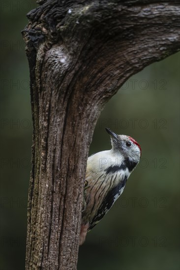 Middle Spotted Woodpecker