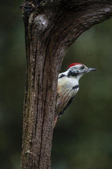 Middle Spotted Woodpecker