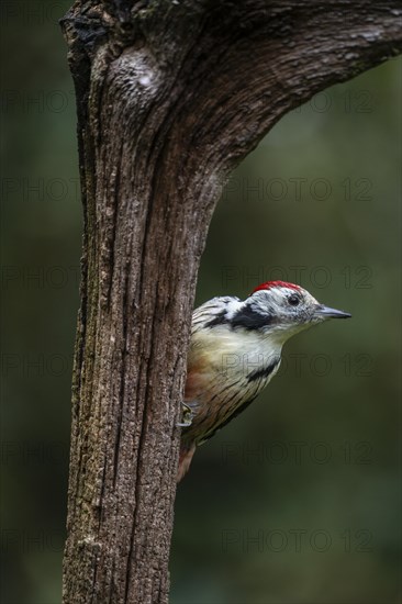 Middle Spotted Woodpecker