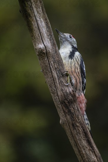 Middle Spotted Woodpecker