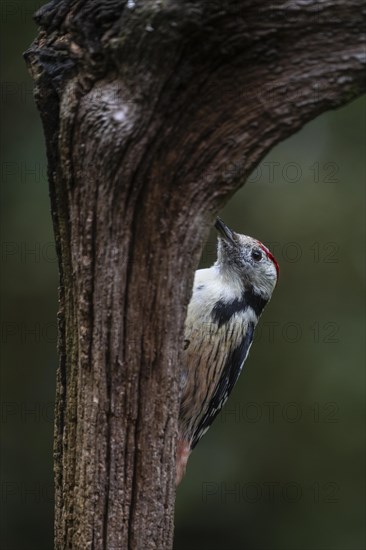 Middle Spotted Woodpecker