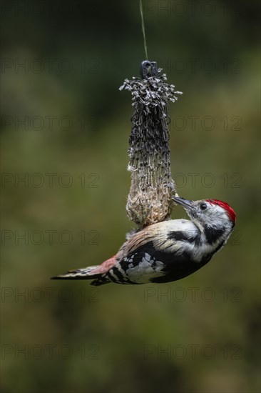 Middle Spotted Woodpecker