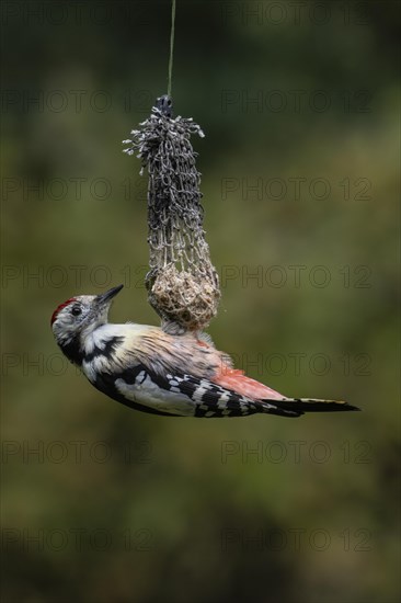 Middle Spotted Woodpecker