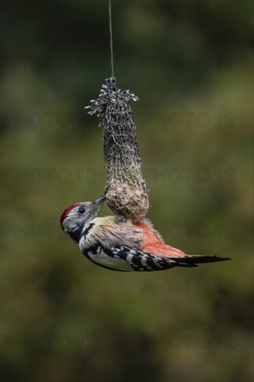 Middle Spotted Woodpecker