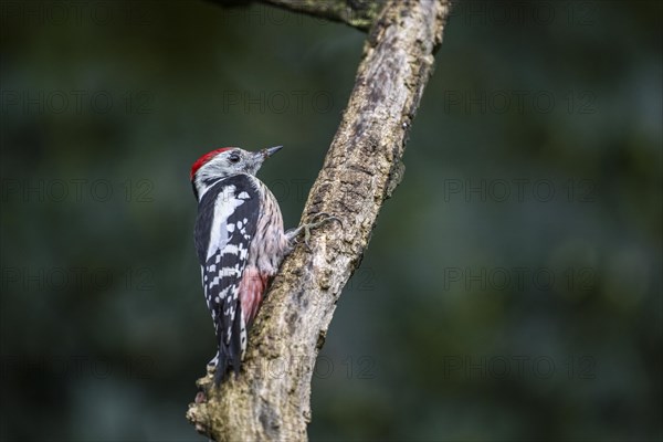 Middle Spotted Woodpecker