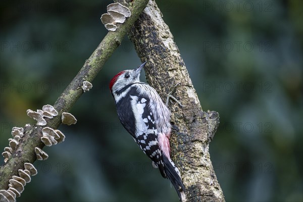 Middle Spotted Woodpecker