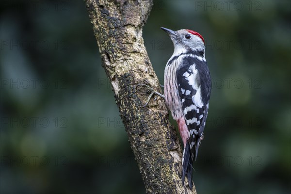 Middle Spotted Woodpecker