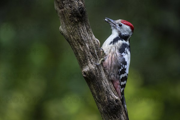 Middle Spotted Woodpecker