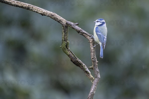 Blue Tit